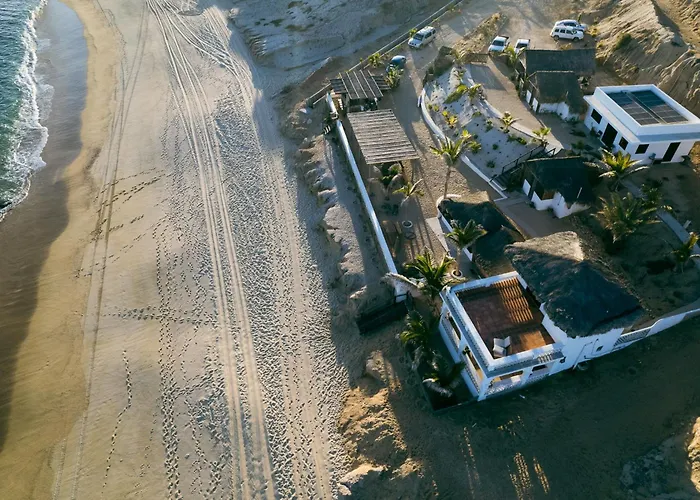 Liebre Matrera San José del Cabo