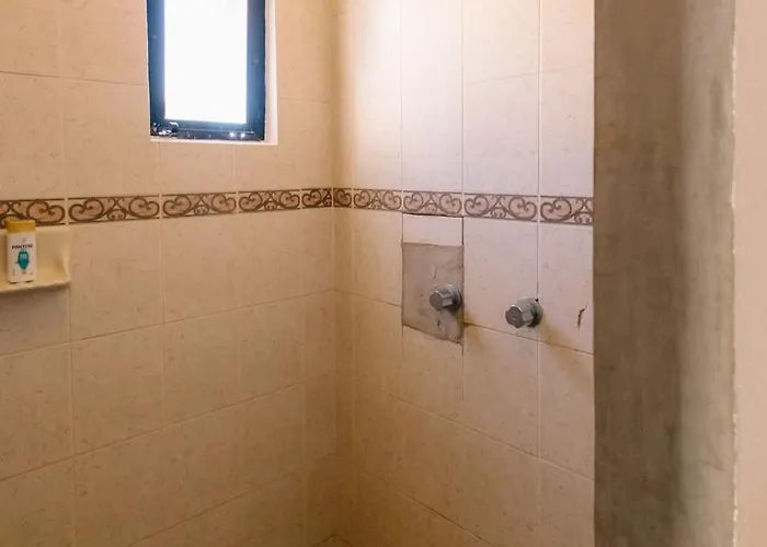 Liebre Matrera San José del Cabo