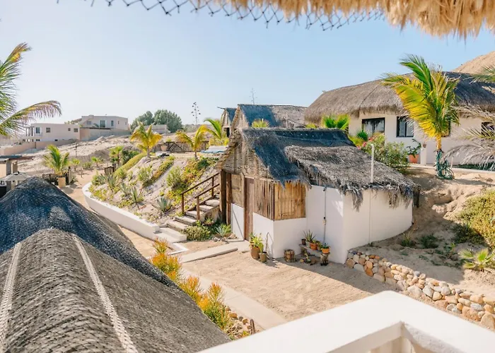 Liebre Matrera San José del Cabo